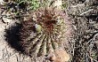 Anteprima di Echinopsis rhodacantha
