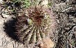 Vista previa de Echinopsis rhodacantha