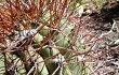 Preview photo Echinopsis rhodacantha