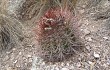 Preview photo Echinopsis rhodacantha