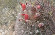 Anteprima di Echinopsis rhodacantha