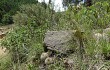 Vista previa de Parodia tuberculata