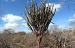 Anteprima di Pilosocereus catingicola