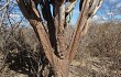 Preview photo Pilosocereus catingicola