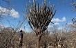 Preview photo Pilosocereus catingicola