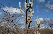 Vista previa de Pilosocereus catingicola