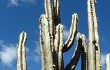 Anteprima di Pilosocereus catingicola