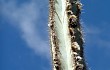 Preview photo Pilosocereus catingicola