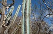 Preview photo Pilosocereus catingicola