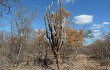 Vista previa de Pilosocereus catingicola