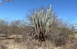 Preview photo Pilosocereus catingicola