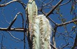 Preview photo Pilosocereus catingicola