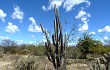 Vista previa de Pilosocereus catingicola