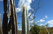 Preview photo Pilosocereus catingicola