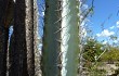 Preview photo Pilosocereus catingicola