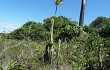 Vista previa de Pilosocereus catingicola