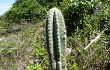 Anteprima di Pilosocereus catingicola