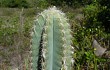 Preview photo Pilosocereus catingicola