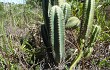 Anteprima di Pilosocereus catingicola