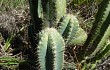 Preview photo Pilosocereus catingicola