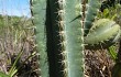 Preview photo Pilosocereus catingicola