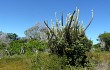 Vista previa de Pilosocereus catingicola