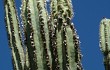 Preview photo Pilosocereus catingicola