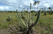 Preview photo Pilosocereus catingicola