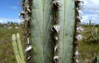 Preview photo Pilosocereus catingicola