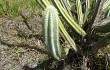 Anteprima di Pilosocereus catingicola