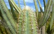 Anteprima di Pilosocereus catingicola