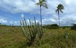 Preview photo Pilosocereus catingicola