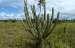 Vista previa de Pilosocereus catingicola