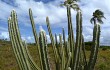 Vista previa de Pilosocereus catingicola