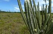 Preview photo Pilosocereus catingicola