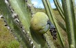 Preview photo Pilosocereus catingicola