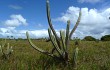 Preview photo Pilosocereus catingicola