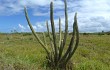 Vista previa de Pilosocereus catingicola