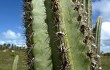 Anteprima di Pilosocereus catingicola