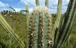 Preview photo Pilosocereus catingicola