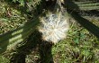 Preview photo Pilosocereus catingicola