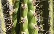 Preview photo Corryocactus brevistylus