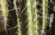 Anteprima di Corryocactus brevistylus
