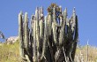 Preview photo Corryocactus brevistylus