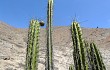 Vista previa de Corryocactus brevistylus