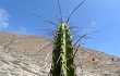 Vista previa de Corryocactus brevistylus