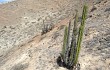 Vista previa de Corryocactus brevistylus