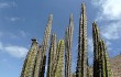 Vista previa de Corryocactus brevistylus