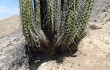 Preview photo Corryocactus brevistylus