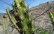 Vista previa de Corryocactus brevistylus